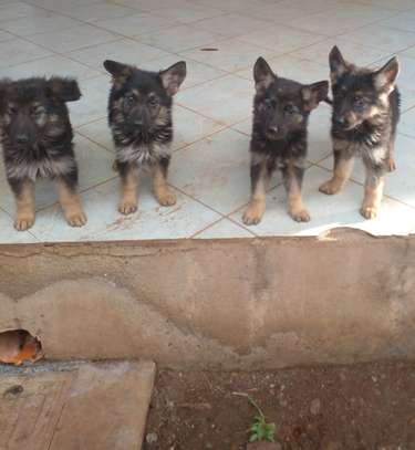 GSD Puppies image 1