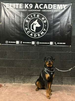 Elite K9 Academy Trained Guard Dog image 2