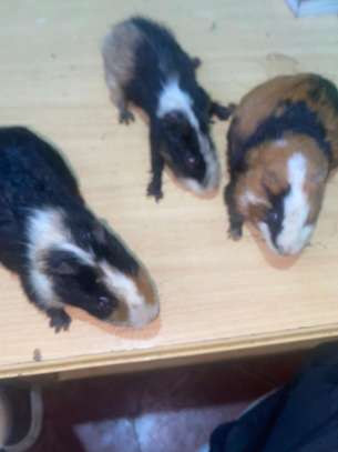 Guinea Pig image 9