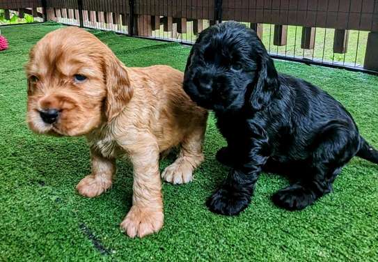 Irresistible Chocolate and Golden Cocker Spaniel Puppies image 4