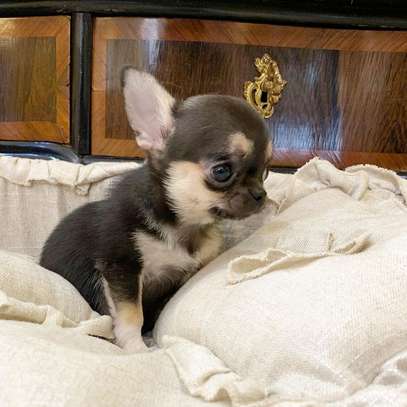 Male Chihuahua puppy image 1
