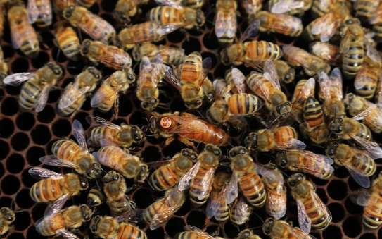 Expert Bee Removal Service /Safe Bee removal by the experts.Call Now ! image 8