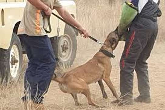 Best Dog Trainers in Nairobi in 2023-Expert Dog Training image 1