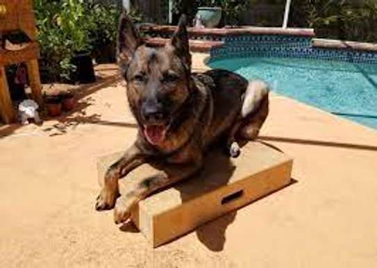 Dog Behaviour Training In Nairobi- Dog Obedience Training image 3