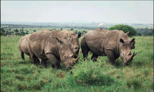 Nairobi National Park Half Day image 1