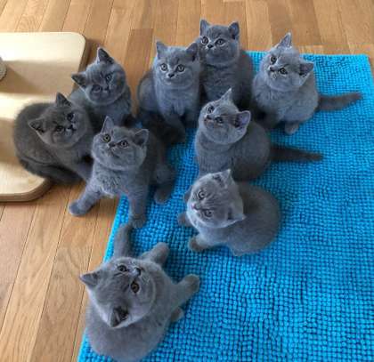 Blue British shorthair kittens ready now image 1