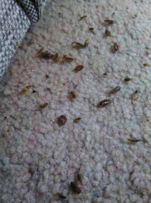 Cockroaches/ Pests/ Bed Bugs/ Fleas/ Ticks/ Mites Fumigation image 8