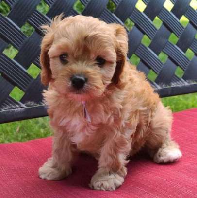 Our loving family Pet Cavapoo image 3