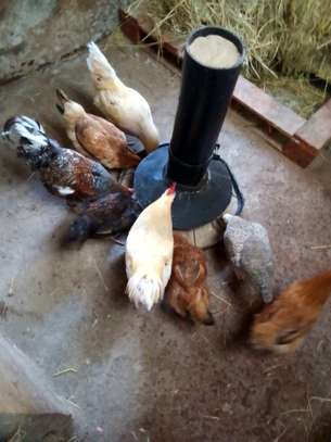 chicken feeder image 1