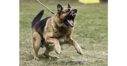 Nairobi's Best Dog Training - Lifetime Guaranteed Results image 8