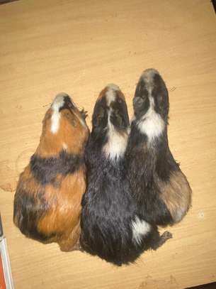 Guinea Pig image 6