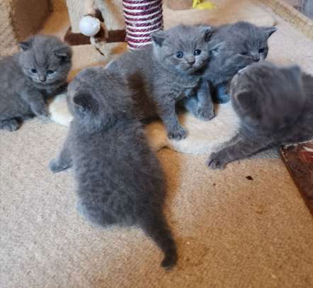 Blue British shorthair kittens image 1