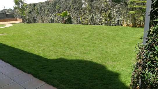 Carpet Lawn Grass in kenya image 1