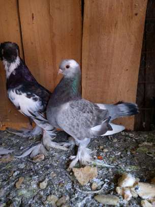 English Dove for sale. image 1