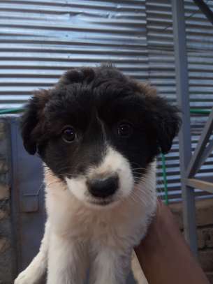 Beautiful Border Collie puppy image 2