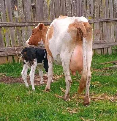 Asha breed dairy cow image 3