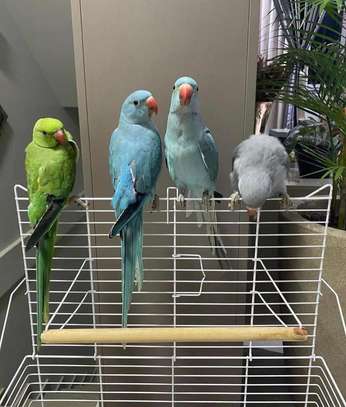 Sweet and lovely hand-reared parrots for sale image 5