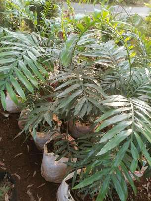 Felicium Desipiens-Thika palms tree seedlings image 1