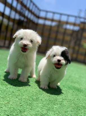 Puppies for sale image 2