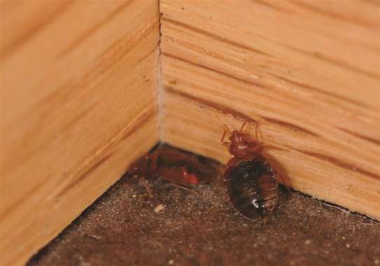 Bed Bug Fumigation Service | 24hr Same Day South C, South B image 11