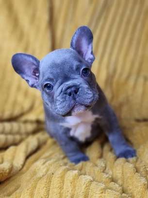 French Bulldog puppies for sale image 1