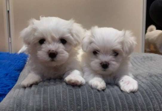 Priceless Pedigree Maltese Puppy Ready For Adoption! image 1