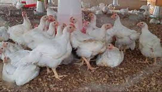 we supply broiler chickens image 2