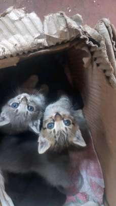 Cute kittens ready to rehome image 7