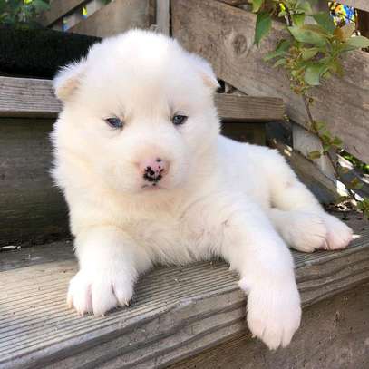 Siberian huskies puppies available for adoption image 1