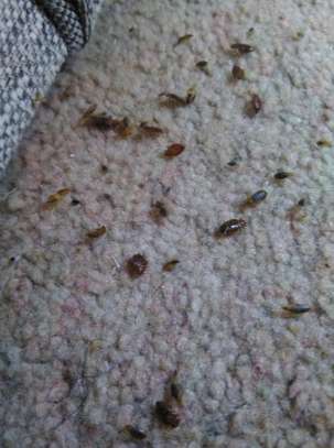 CHEAP Bed Bug Fumigation in Nyayo Highrise,Otiende,South C image 6