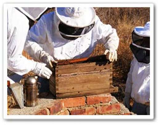 Bee Control Services Near Me | Get Rid of Stinging Bees Now. image 12