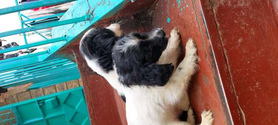 MALE AND FEMALE SPRINGER SPANIEL AVAILABLE image 5