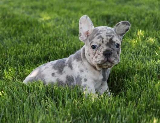 Purebred French Bulldog puppies for sale cheap image 2