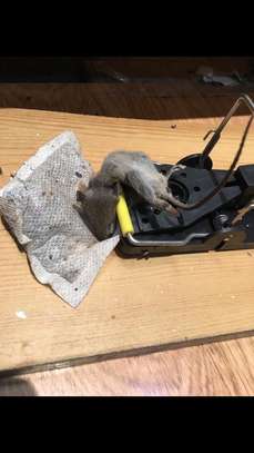 CHEAP Bed Bug fumigation services In Kangemi/Kawangware image 4