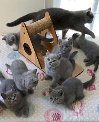 British shorthair kittens for adoption. image 1