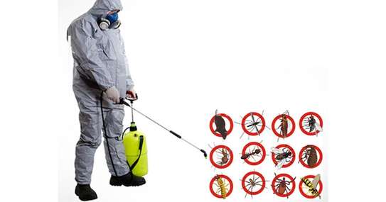 Fumigation and pest control services image 1