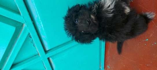 HAVANESE PUPPIES AVAILABLE image 3