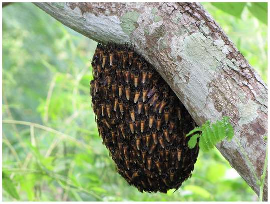 Live Bee Removal | Free Estimate | We save you & the bees! image 12