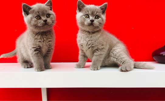 Last British Shorthair Kittens Available GCCF Registered image 3