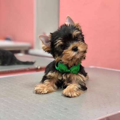 Lovely Yorkie puppy needs a good home image 1