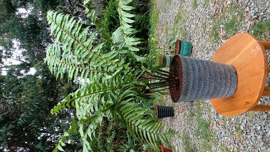 Giant sword fern image 4