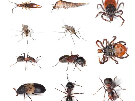 Bed Bug Treatment | Experienced Pest Control Technicians. Fast Response. Call Today For A Quote. No-nonsense. Modern Techniques. Non-Toxic Monitoring. image 12