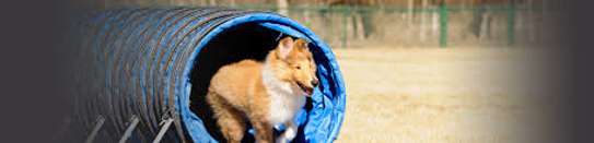 Nairobi Professional Dog Training Services image 6