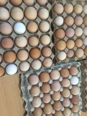 Fertilized Kienyeji eggs image 1