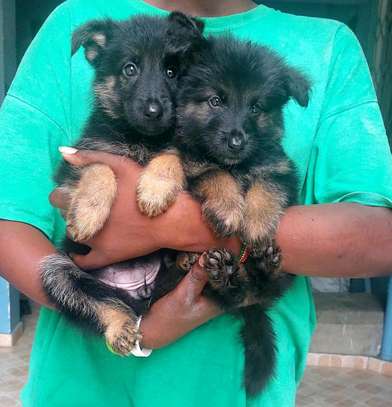 Quality German shepherds for Rehoming image 5