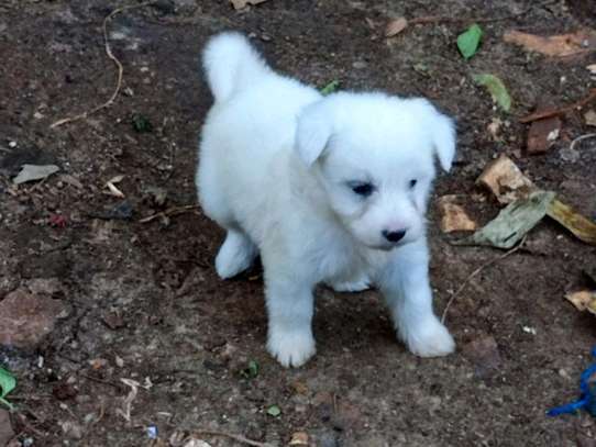 Havanese puppy🐾 image 3