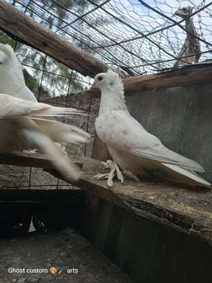 Fancy pigeons image 2