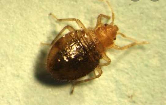 Safe, Quick and Reliable Bed Bug Extermination. image 2