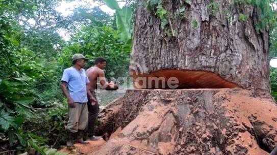 Tree Cutting Services Nairobi | Removal & Pruning image 9