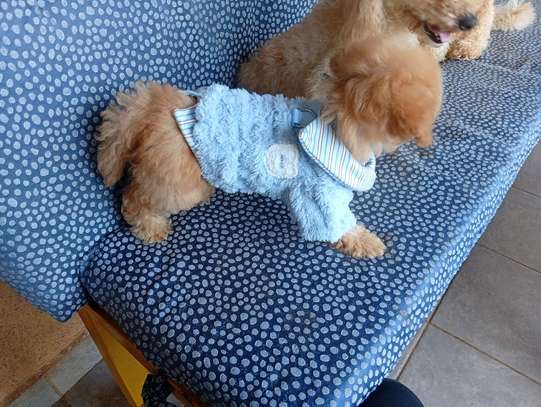 Toy poodle 🐩 image 5